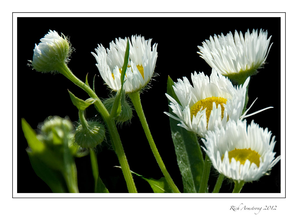 little-white-flowers-frm.jpg