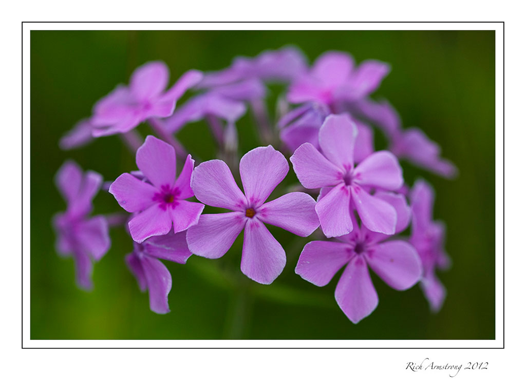 purple-flower-1-frm.jpg