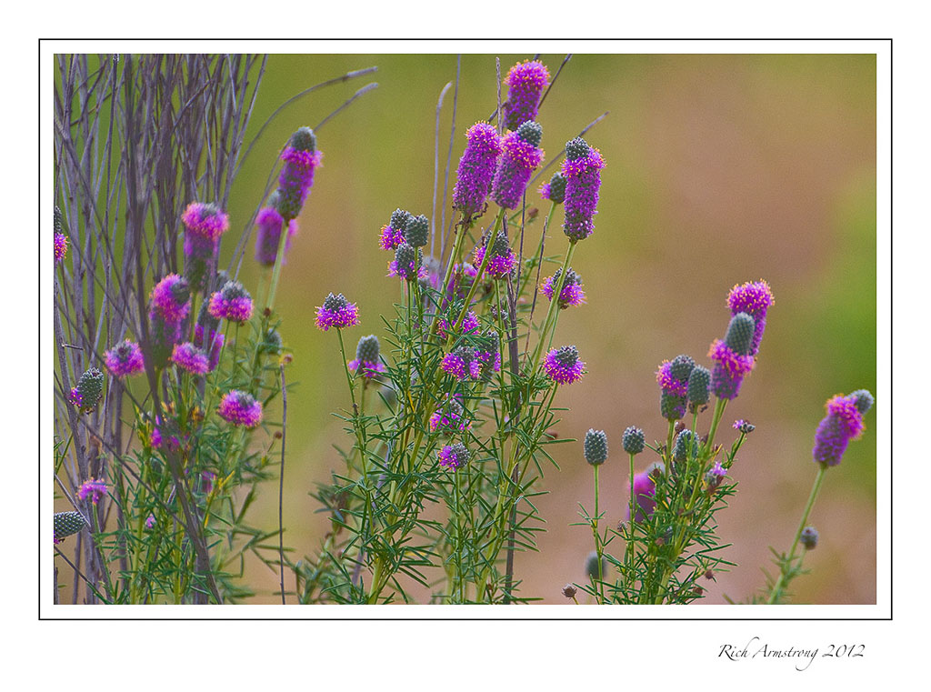 purple-prairie-clover-1-frm.jpg