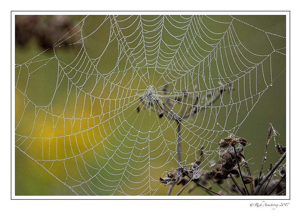 spider-web-and-dew-1-copy.jpg
