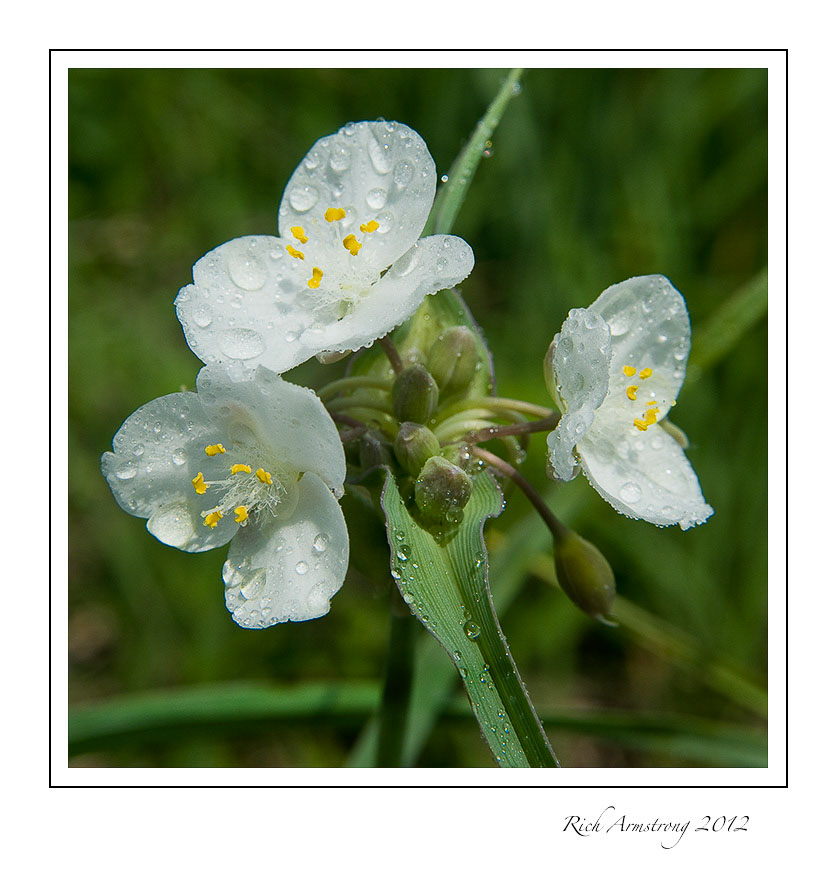 white-spiderwort-1-frm.jpg