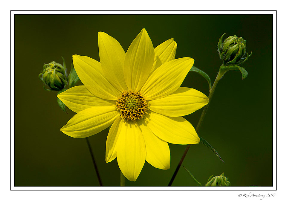 yellow-flower-1-copy-2.jpg