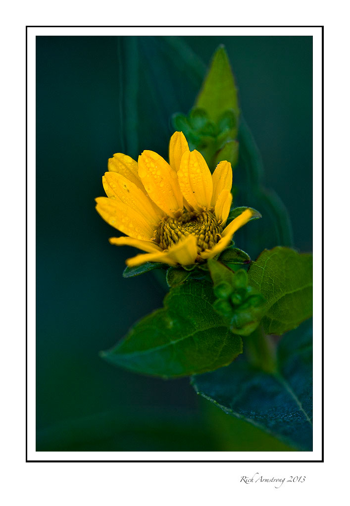 yellow-flower-1-frm.jpg
