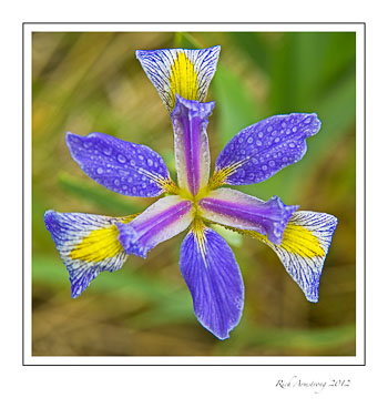 BF-Iris-2-frm.jpg