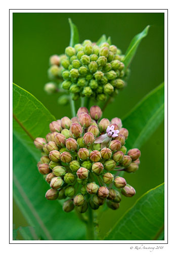 Common-milkweed-1-copy.jpg