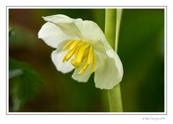 May-Apple-1-copy.jpg