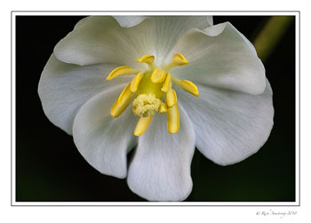 Mayapple-3-copy.jpg