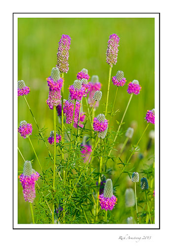 P.P.clover-1-frm.jpg