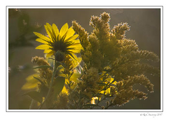 Prairie-scenic-1-copy.jpg
