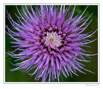 Thistle-1-copy.jpg