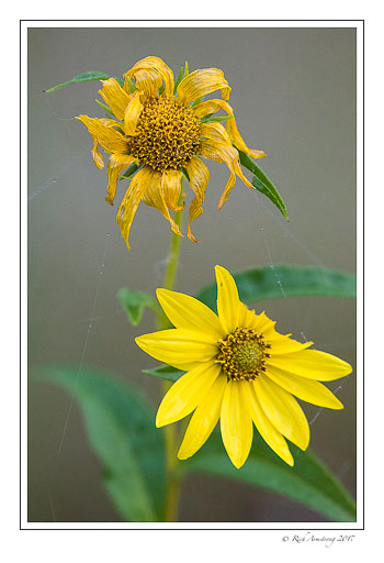 Yellow-flower-1-copy-3.jpg