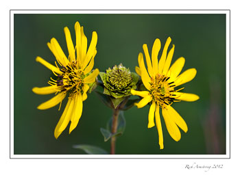 Yellow-flrs-1.jpg