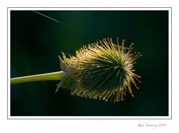 back-lit-thistle-frm.jpg