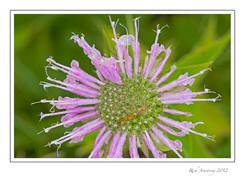 bee-balm-1-frm.jpg