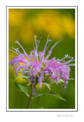 bee-balm-2-frm.jpg