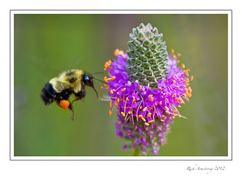 bee-on-P.clover-frm.jpg