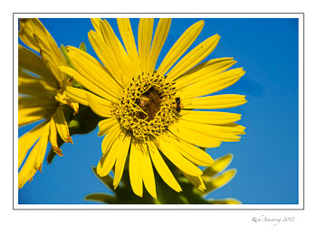 bee-on-compass-flower-frm.jpg