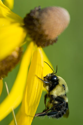 bee-on-yellow-2.jpg