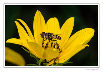 bee-on-yellow-flour-1-copy.jpg