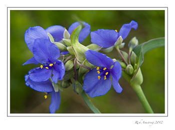 blue-spider-wort-2frm.jpg
