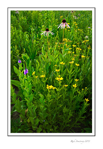 brown-prairie-3.jpg