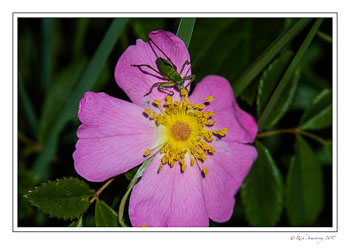 bug-on-rose-copy.jpg