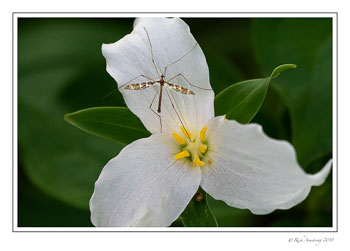 bug-on-trillium-copy.jpg