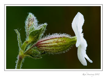 campion-1-frm.jpg