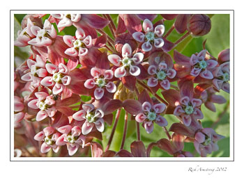 common-milk-weed-frm.jpg