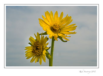 compass-plant-1.jpg