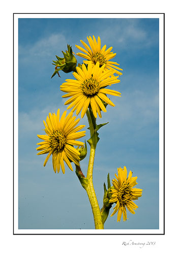 compass-plant-3.jpg