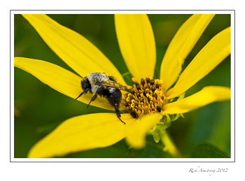 dew-bee-frm.jpg