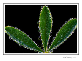 dew-on-leave-2-frm.jpg