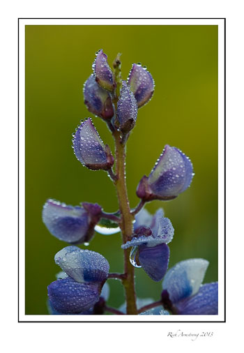 dew-on-lupine-frm.jpg
