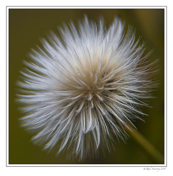 flower-fuzz-ball-1-copy.jpg