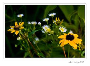 flower-mix-1-frm.jpg