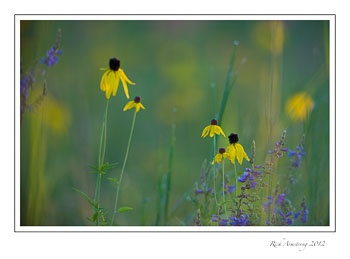 flower-scenic-3b-frm.jpg