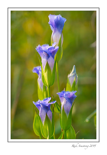 fringedgentian2frmcopy.jpg