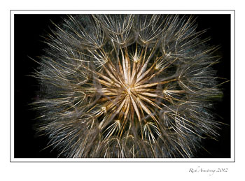 goats-beard-seed-head1-frm.jpg