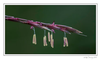 grass-seeds-1-copy.jpg