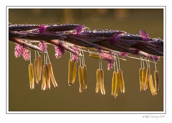 grass-seeds-n-dew-2-copy.jpg