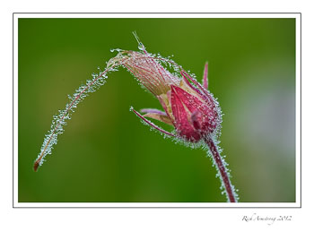 prairie-smke-dew-1A-frm.jpg