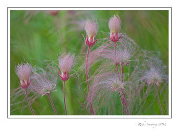 prairie-smoke-12e-frm.jpg
