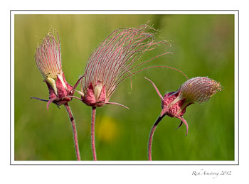 prairie-smoke-1b-frm.jpg