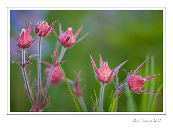 prairie-smoke-2-frm.jpg