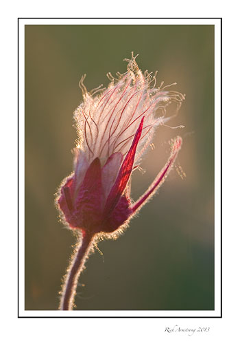 prairie-smoke-2c-frm.jpg