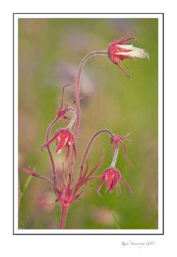 prairie-smoke-2d-frm.jpg