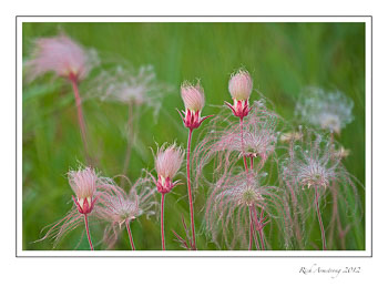 prairie-smoke-5e-frm.jpg