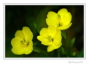primrose-1-frm.jpg