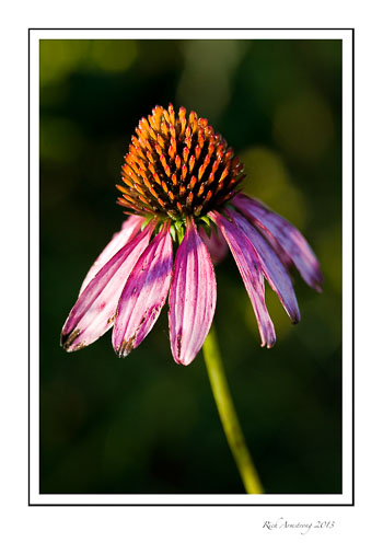 purple-cone-flower-1-frm.jpg